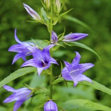 A specimen of Campanula latifolia, also known as broad-leaved campanula, in its natural environment