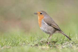 Songbird... Robin (Erithacus rubecula) in spring, in a good mood, singing on the ground, as can