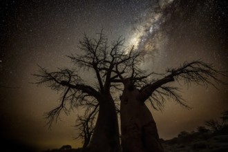 Silhouette of a baobab tree with starry sky and Milky Way, African baobab (Adansonia digitata),
