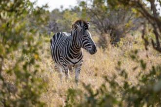 Plains zebra (Equus quagga), adult, between bushes, Kruger National Park, South Africa
