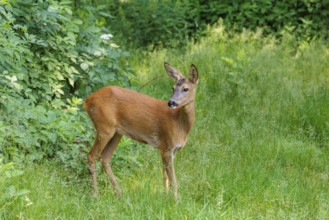 A female roe deer (Capreolus capreolus) stands in a green meadow. Bavaria, Germany