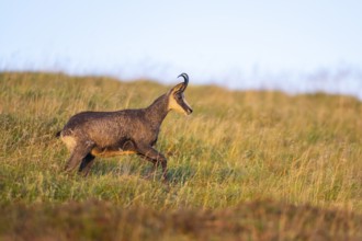 Chamois (Rupicapra rupicapra) on a meadow in the Vosges Mountains, wildlife, France
