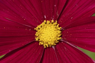 Cosmos red flower in a garden, England, United Kingdom