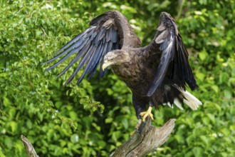 An eagle soars from a tree trunk, framed by green leaves, white-tailed eagle (Haliaeetus