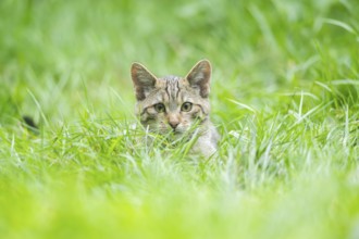 European wildcat (Felis silvestris silvestris) on a meadow, Hesse, Germany