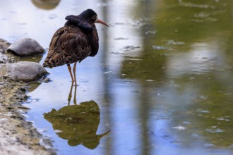 Bird standing in the water, its reflection is visible, ruff (Calidris pugnax, Syn.: Philomachus