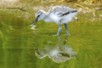 Young bird drinking or pecking water surface with visible reflection, Avocet, (Recurvirostra