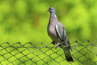 Pigeon on a wire fence with a bright green background under a blue sky, wood pigeon (Columba
