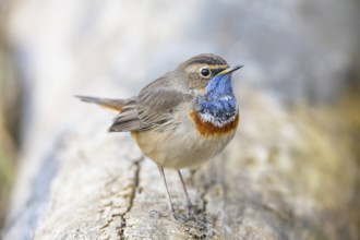 Bluethroat (Luscinia svecica cyanecula) ml Germany