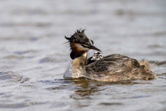 Great Crested Grebe (Podiceps scalloped ribbonfish), with chicks on its back, Vulkaneifel,