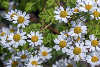 Feverfew (Tanacetum parthenium, Chrysanthemum parthenium) in flower in late spring, early summer