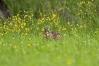 European hare (Lepus europaeus), Vulkaneifel, Rhineland-Palatinate, Germany