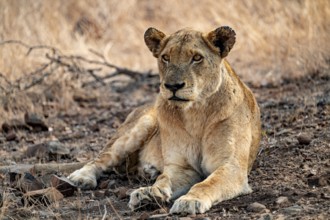 Lioness resting, Kruger National Park, South Africa