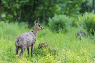 An adult chamois (Rupicapra rupicapra) stands in the tall grass of a green meadow on a sunny day..