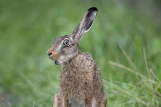 European hare (Lepus europaeus), Emsland, Lower Saxony, Germany