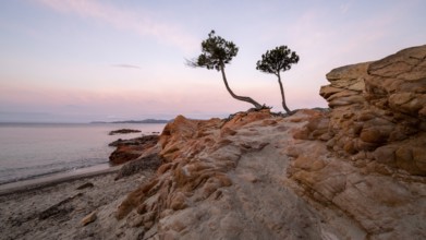 Trees on a rocky beach, sunrise, Plage de Palombaggia, Corsica, France