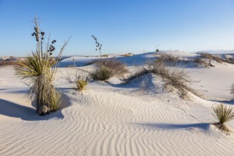 Gypsum dunefields at White Sands National Monument located within the Chihuahuan Desert and the