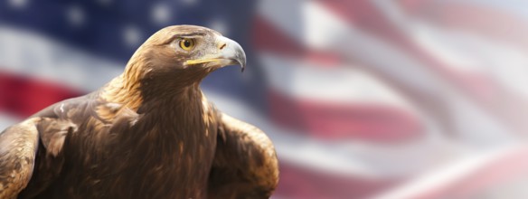 California golden eagle in front of the american flag banner
