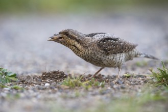 Eurasian Wryneck (Jynx torquilla) foraging, Saxony, Germany