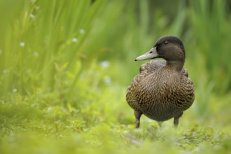 Mallard (Anas platyrhynchos) female, North Rhine-Westphalia, Germany