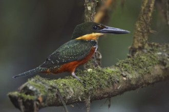 Green-and-rufous Kingfisher (Chloroceryle inda), Ecuador
