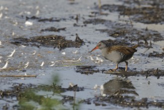 Water Rail (Rallus aquaticus), Netherlands
