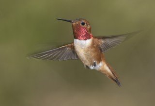 Rufous Hummingbird (Selasphorus rufus) male, British Columbia, Canada