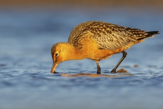 Bar-tailed Godwit (Limosa lapponica) feeding along a river in Nome, Alaska