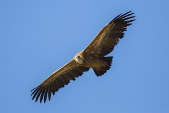Griffon Vulture (Gyps fulvus) flying, Spain