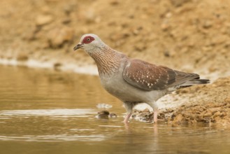 Speckled Pigeon (Columba guinea), Gambia