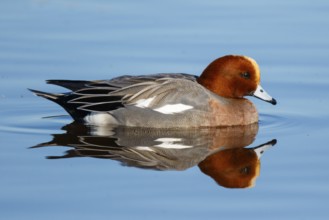 Eurasian Wigeon (Mareca penelope) male, Netherlands