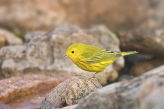 American Yellow Warbler (Setophaga aestiva), Arizona, USA