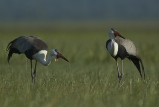 Wattled Crane (Grus carunculata), Lake Awasa, Ethiopia