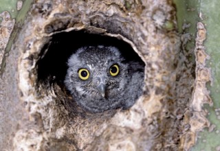 Elf Owl Micrathene whitneyi N. of Tucson, Pinal Co., ARIZONA, USA June Juvenile in Saguaro Cactus