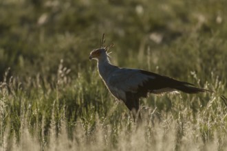 Secretarybird (Sagittarius serpentarius), Northern Cape, South Africa