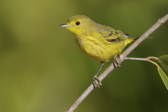Yellow Warbler (Setophaga petechia) perched on a branch in Cuba