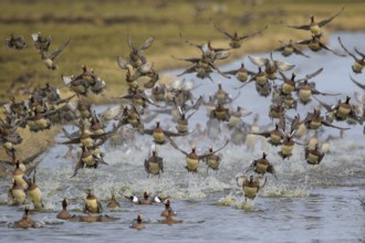 Eurasian Wigeon (Mareca penelope) flock landing, Netherlands
