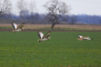 Great Bustard (Otis tarda) flying, Hungary