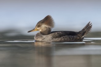 Hooded Merganser (Lophodytes cucullatus) in the ocean near Victoria, British Columbia, Canada