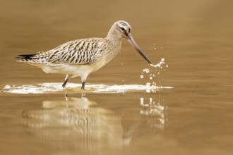 Bar-tailed Godwit (Limosa lapponica) juvenile foraging, Asturias, Spain