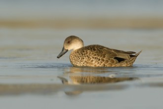 Grey Teal (Anas gracilis), Victoria, Australia