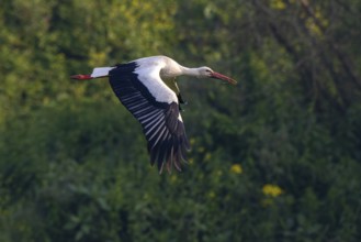 White Stork (Ciconia ciconia) flying, Netherlands