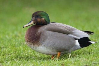 Hybrid: Gadwall x Mallard (Mareca strepera x Anas platyrhynchos) Bavaria, Germany