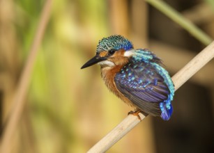 Malachite Kingfisher (Corythornis cristatus), Gambia