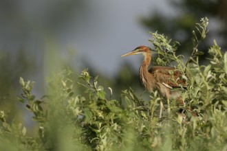 Purple Heron (Ardea purpurea) juvenile, Lombardy, Italy