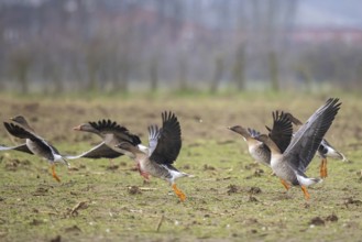 Taiga Bean Goose (Anser fabalis) group taking flight, North Rhine-Westphalia, Germany