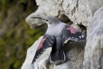 Wallcreeper (Tichodroma muraria), Alps, Austria