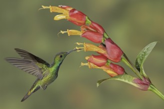 Green-breasted Mango (Anthracothorax prevostii), Costa Rica