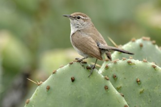 Bewick's Wren (Thryomanes bewickii), Texas, USA