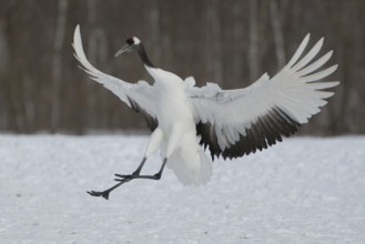 Red-crowned Crane (Grus japonensis) flying, Hokkaido, Japan